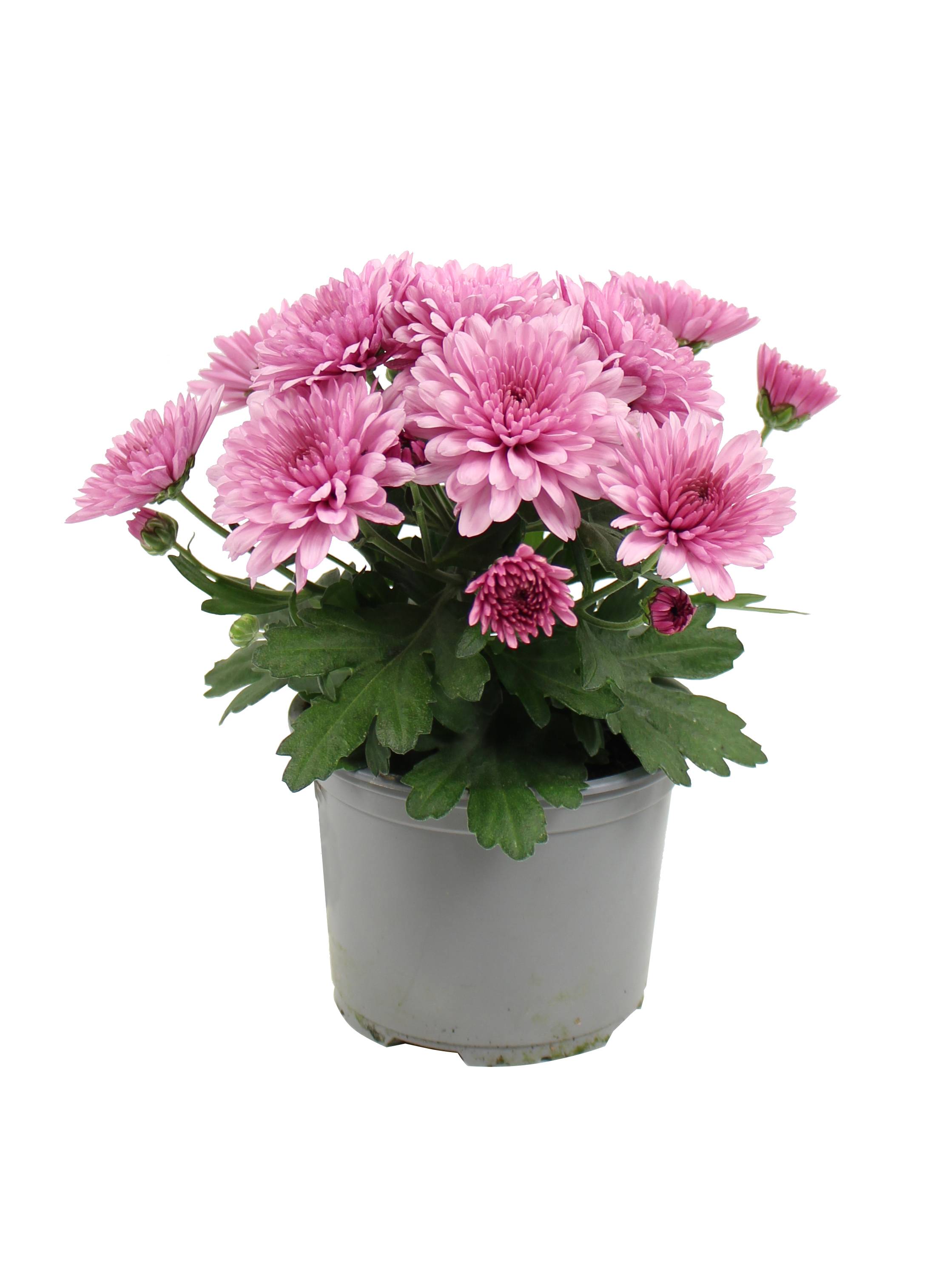 Fleuron D'Anjou - Plant de CHRYSANTHEME MULTIFLEUR  Pot 10,5 cm - Image 2