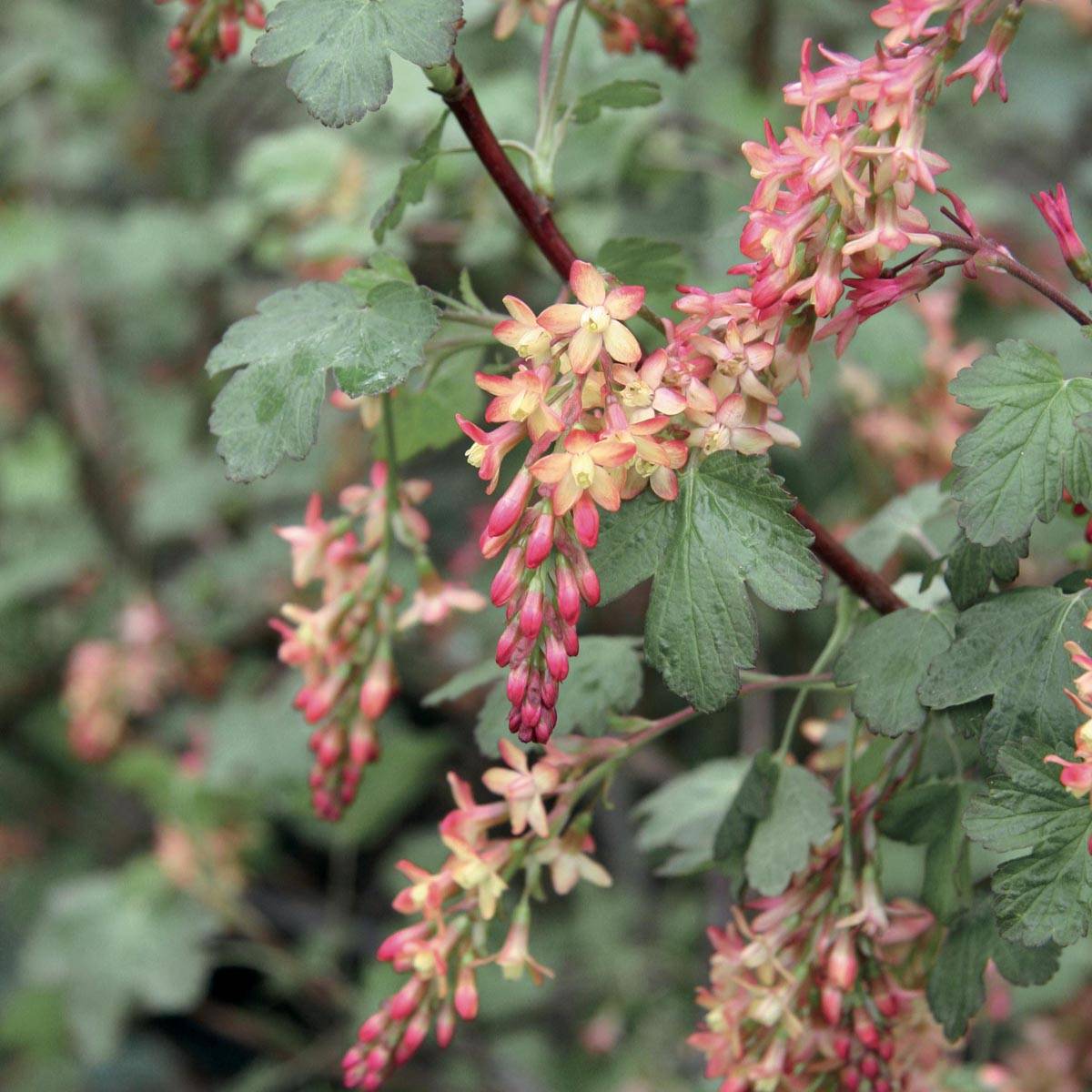 Ribes gordonianum - Groseillier de Gordon Pot de 3L/4L - Image 1