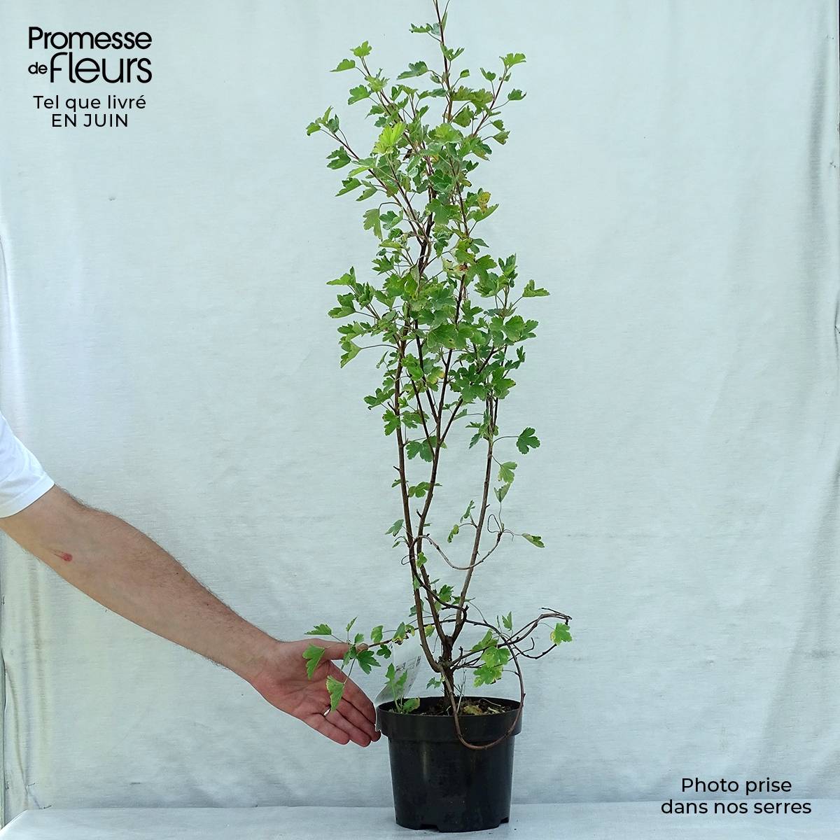Ribes gordonianum - Groseillier de Gordon Pot de 3L/4L - Image 2