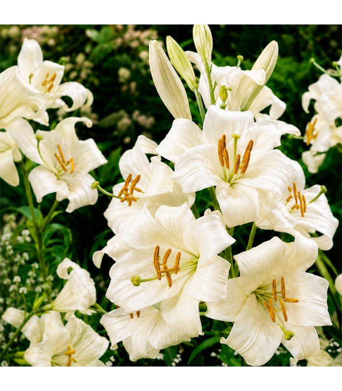 Lys de Saint-Antoine Lilium Candidum Sgaravatti 1 bulbe blanc, grande floraison parfumée idéale en massif - 474606 - Image 1
