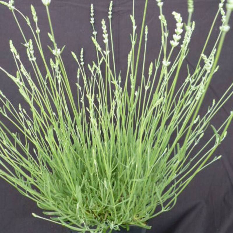 Lavande blanche Edelweiss à fleurs Blanche - feuillage Persistant - Pot de 2,5L - 20/30 cm-  hauteur à maturité De 0,50 m à 1,00 m - Image 1