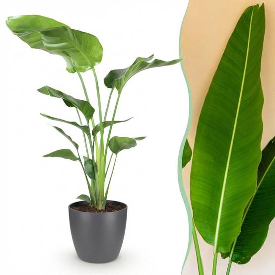 Strelitzia Nicolai - H115cm - Image 2