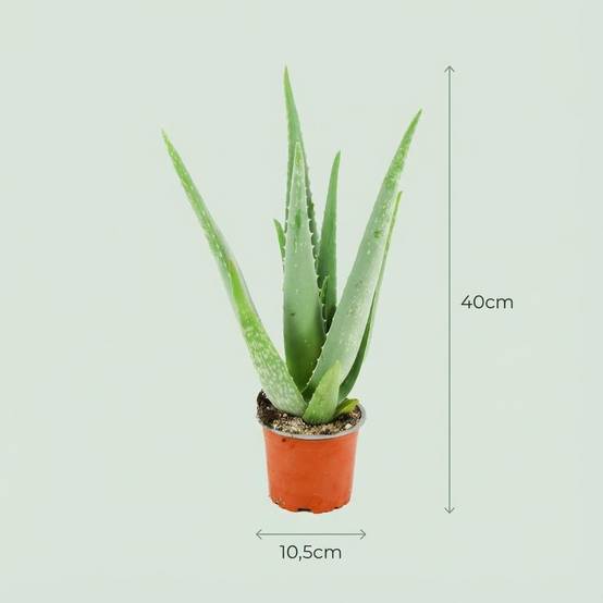 La Green Touch - Aloë Vera - H40cm - Image 4