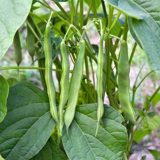 Haricot à rames mangetout Neckarkonigin - Coco plat le sachet de 250 graines environ (150g)