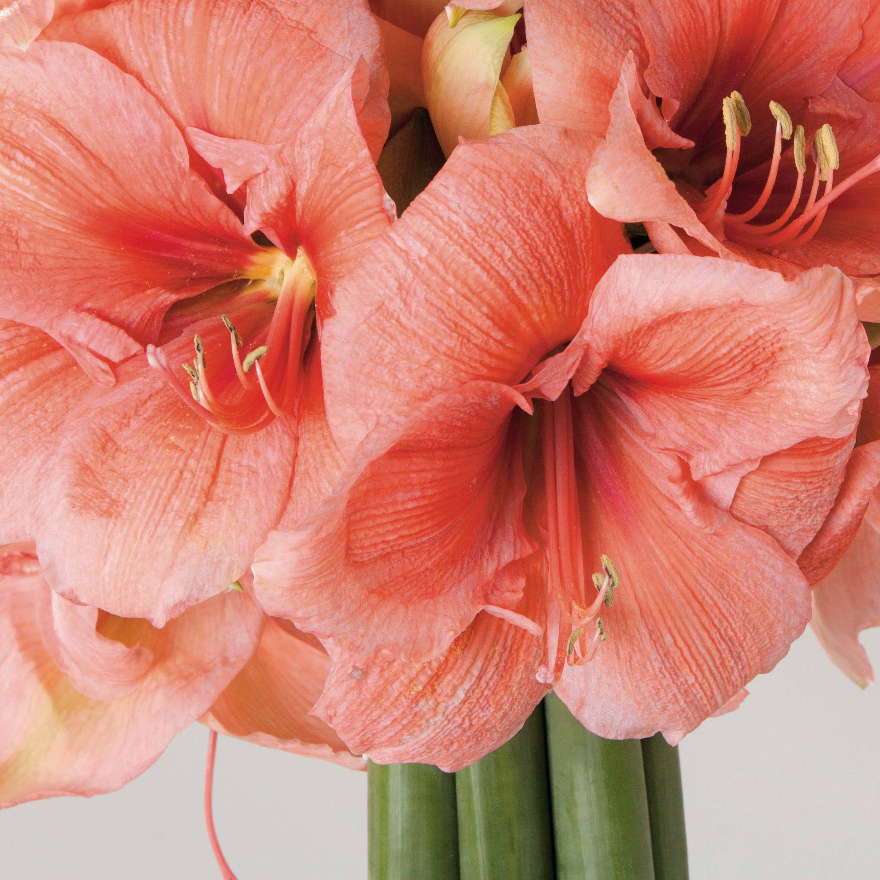 Promesse de Fleurs - Amaryllis Rilona Bulbe calibre 30/32, Extra