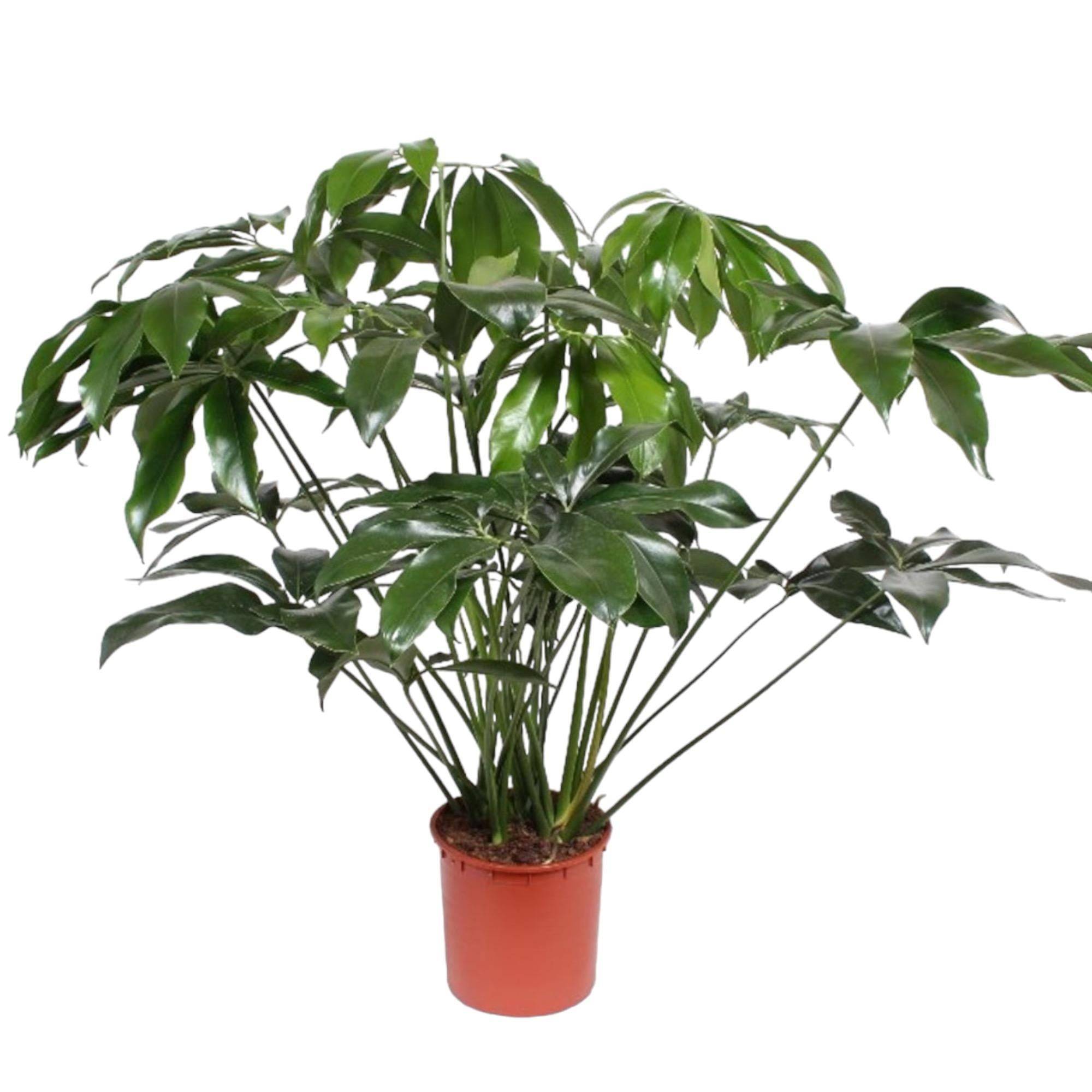 La Green Touch - Philodendron Vert Wonder - D34 H140cm
