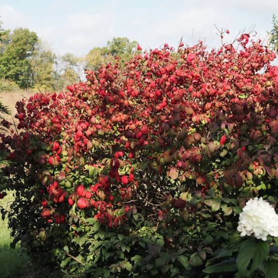 Fusain ailé compact, Euonymus à fleurs Blanche - feuillage Caduc - Pot de 3L - 20/40 cm- hauteur à maturité De 0,50 m à 1,00 m - Image 8