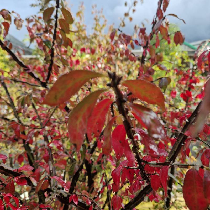 Fusain ailé compact, Euonymus à fleurs Jaune/Vert - feuillage Caduc - Pot de 3L - 20/40 cm