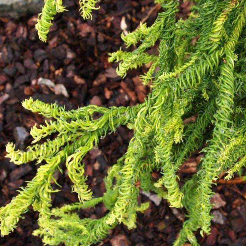 Cryptomeria japonica Kyara Gold - Cèdre du Japon doré Pot de 3L/4L
