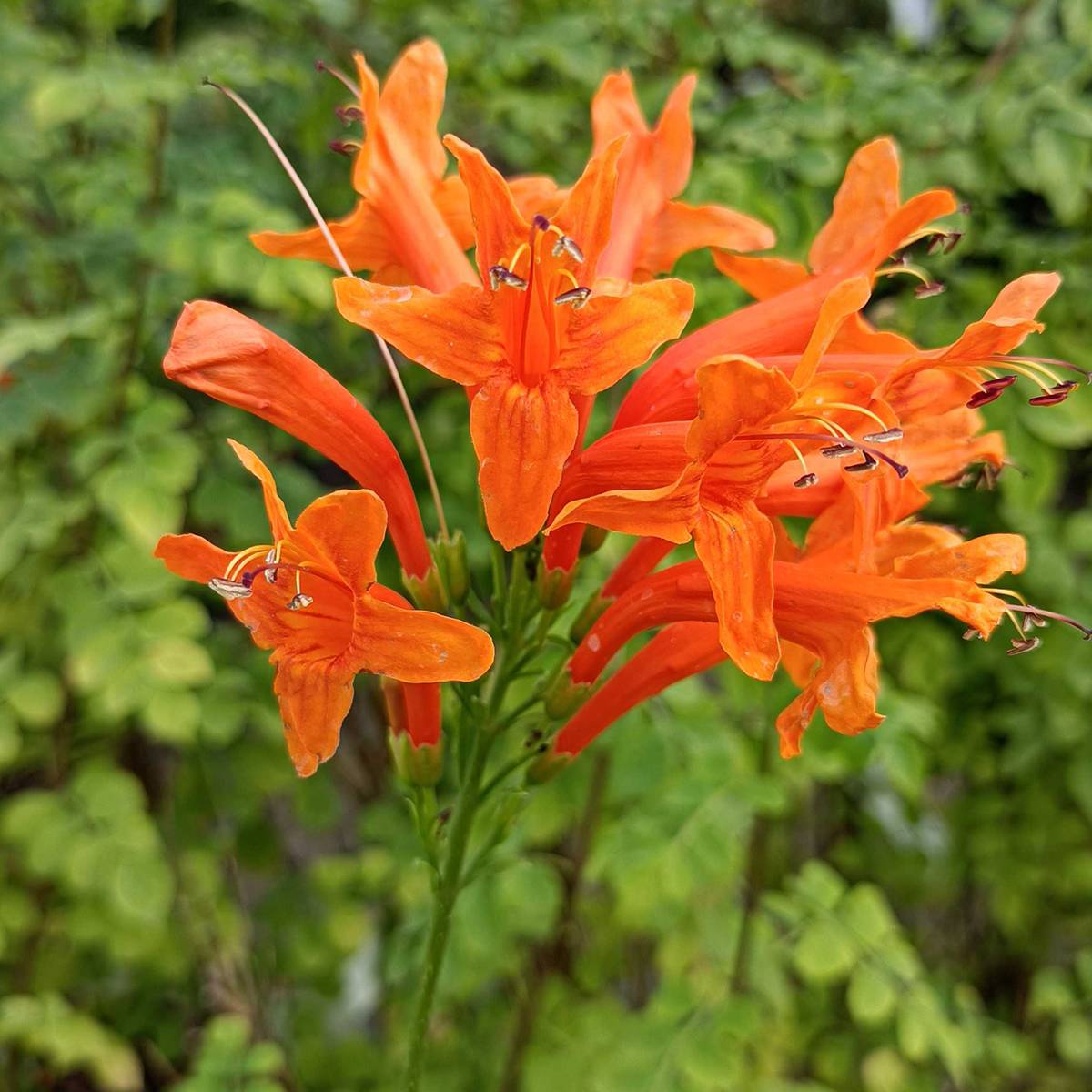Tecomaria (Tecoma) capensis - Chèvrefeuille du Cap Pot de 2L/3L