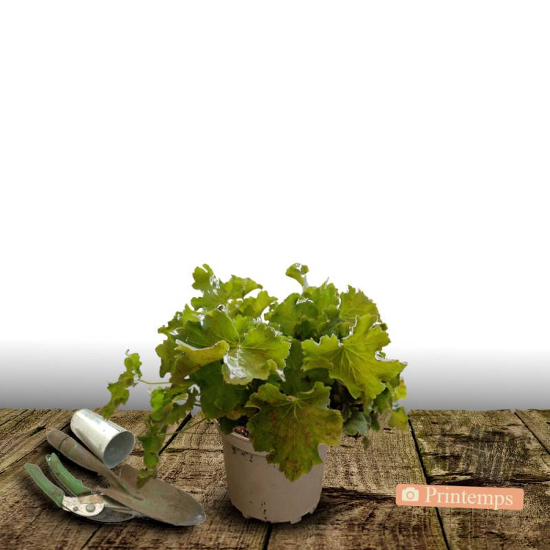 Heuchere Lime Marmalade® à fleurs Rose/Blanche - feuillage Persistant - Pot de 2L - 10/20 cm - Imagen 6