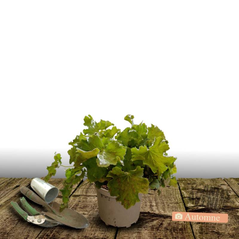 Heuchere Lime Marmalade® à fleurs Rose/Blanche - feuillage Persistant - Pot de 2L - 10/20 cm - Imagen 2