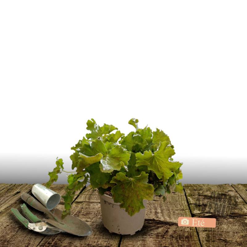 Heuchere Lime Marmalade® à fleurs Rose/Blanche - feuillage Persistant - Pot de 2L - 10/20 cm - Imagen 3
