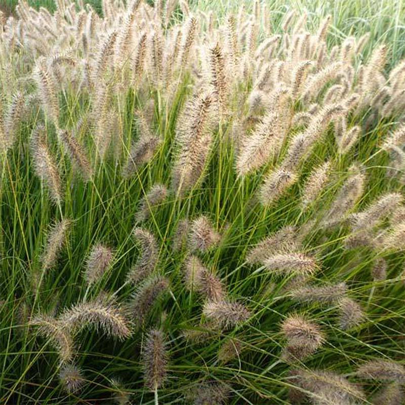Promesse de Fleurs - Pennisetum alopecuroides Gelbstiel - Herbe aux écouvillons Godet de 8/9 cm