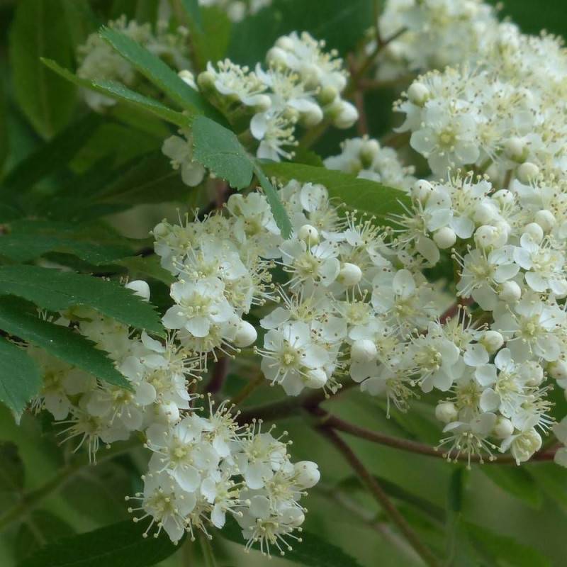Sorbier des oiseleurs, Sorbus - Pot de 35L - Tige 8/10 - 175/200 cm - Imagen 3
