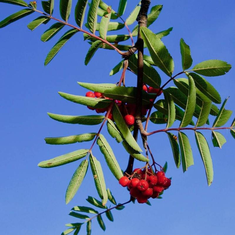 Sorbier des oiseleurs, Sorbus - Pot de 35L - Tige 8/10 - 175/200 cm - Imagen 1
