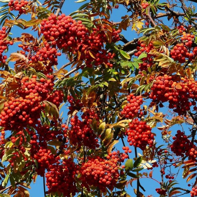 Sorbier des oiseleurs, Sorbus - Pot de 35L - Tige 8/10 - 175/200 cm - Imagen 4