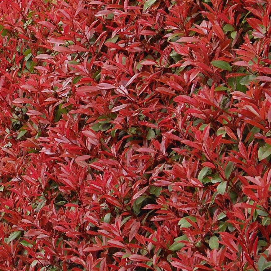 Photinia fraseri Carré Rouge Godet de 8/9 cm - Image 1