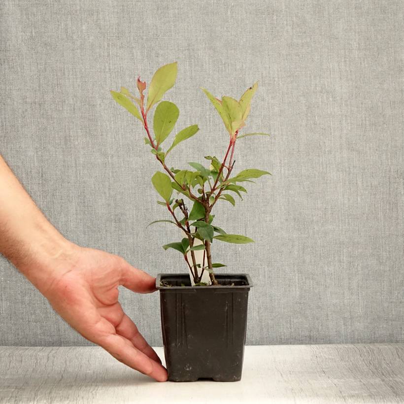 Photinia fraseri Carré Rouge Godet de 8/9 cm - Image 2