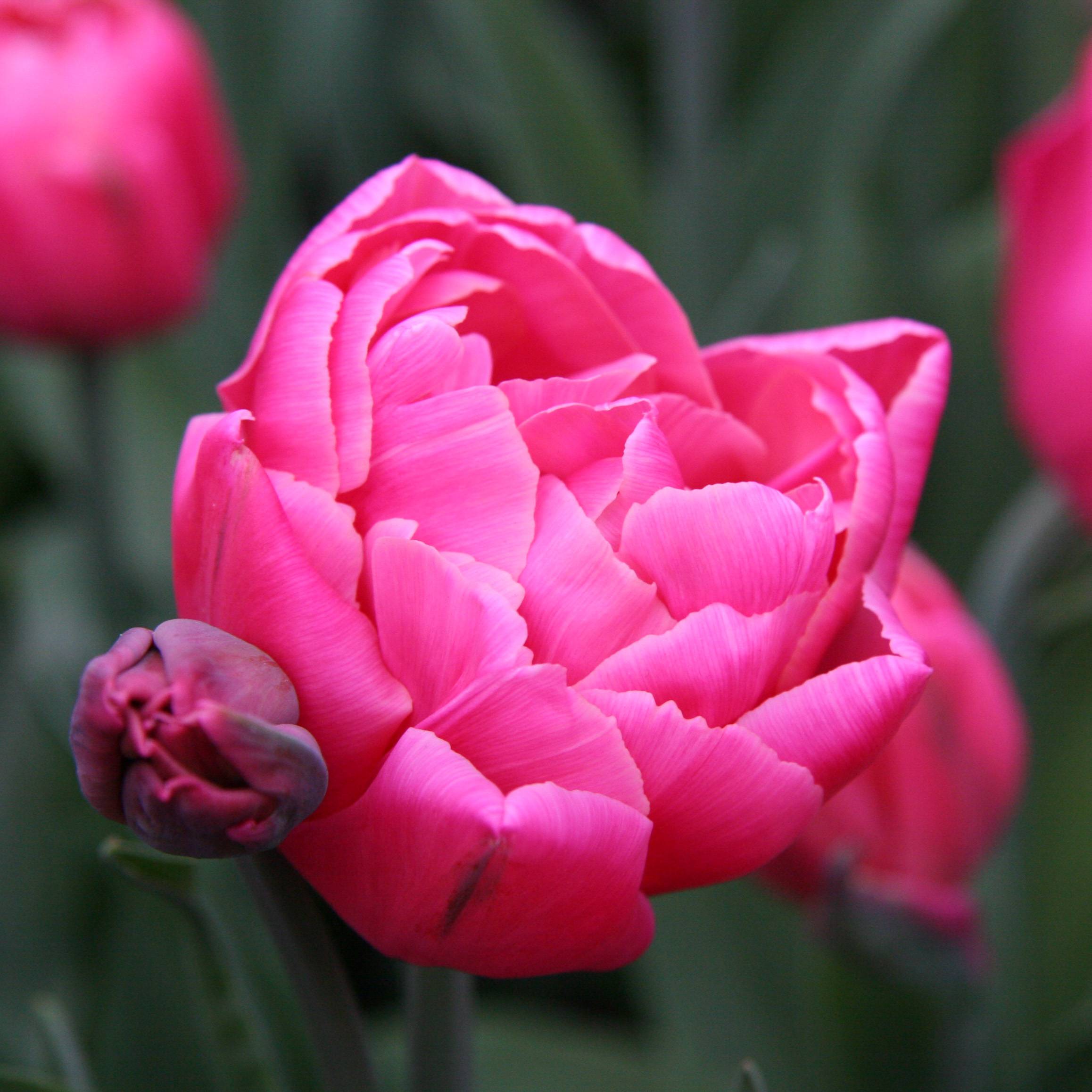 Promesse de Fleurs - Tulipe double tardive Sunset Tropical* Bulbe calibre 12 (par 6)