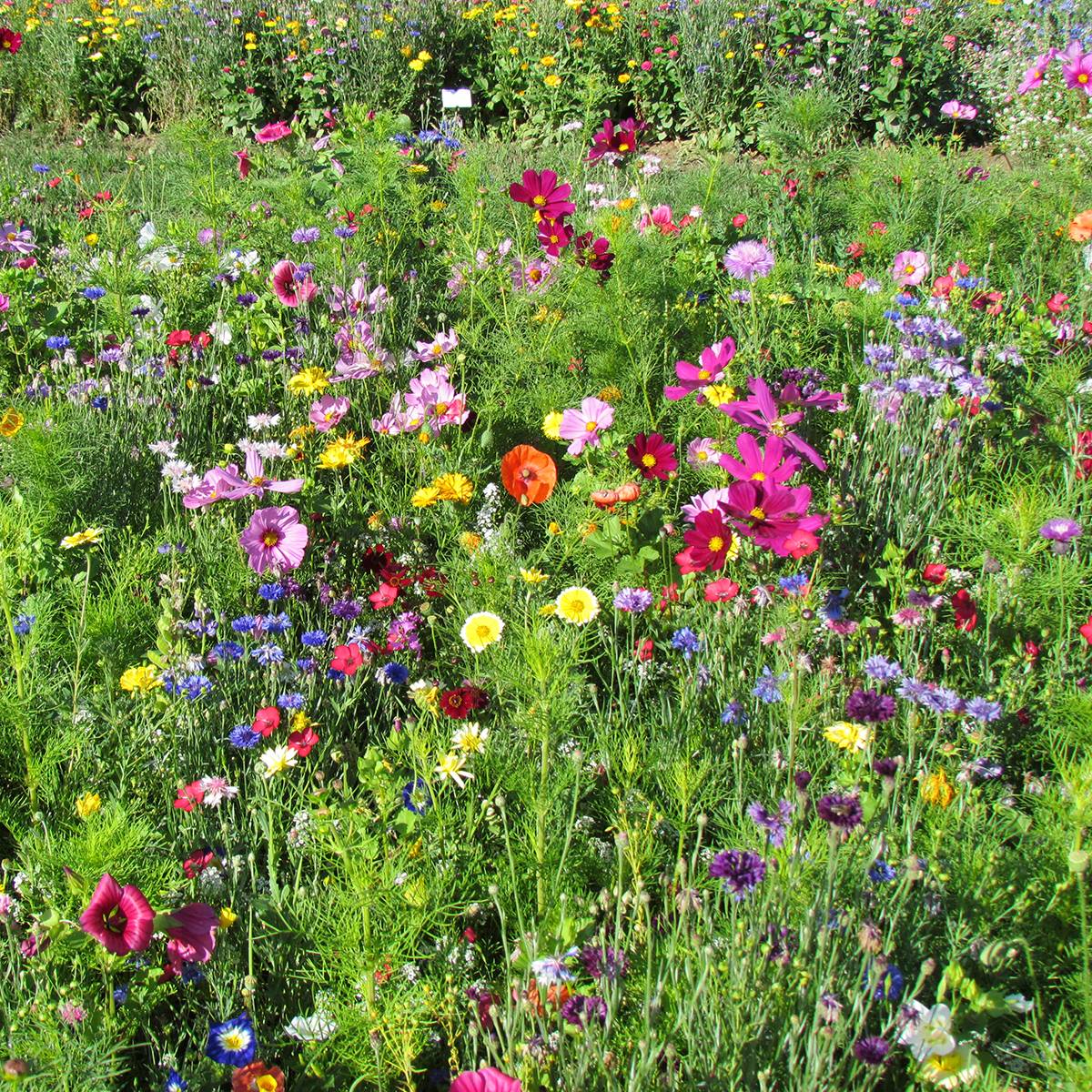 Jachère de fleurs hautes Couleurs de France production française pour 3 m?