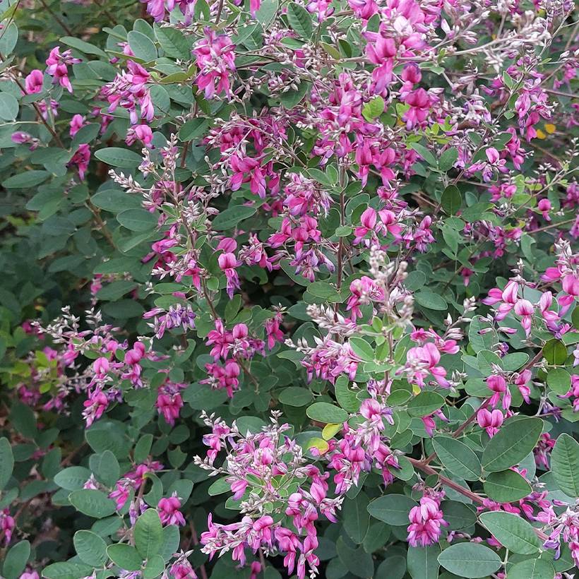 Promesse de Fleurs - Lespedeza liukiuensis Little Volcano - Trèfle en arbre Pot de 3L/4L