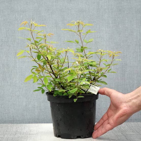 Promesse de Fleurs - Lespedeza liukiuensis Little Volcano - Trèfle en arbre Pot de 3L/4L - Image 2