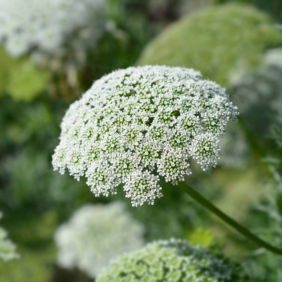 Graines d'Ammi visnaga Casablanca le sachet de 170 graines environ (0,2g)