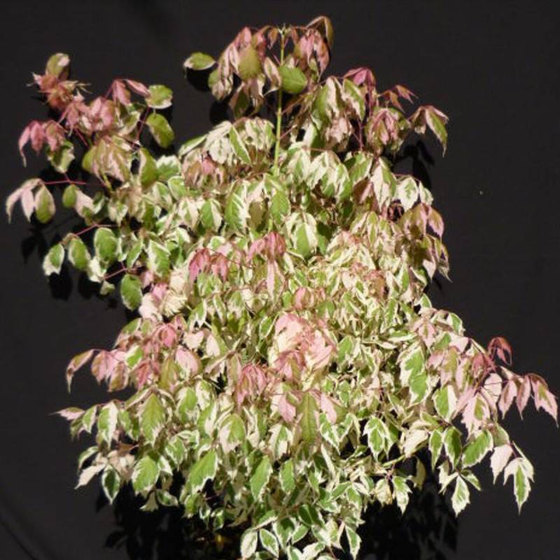 Érable à feuilles de frêne Flamingo, Acer negundo - Pot de 15L - Baliveau - Image 3