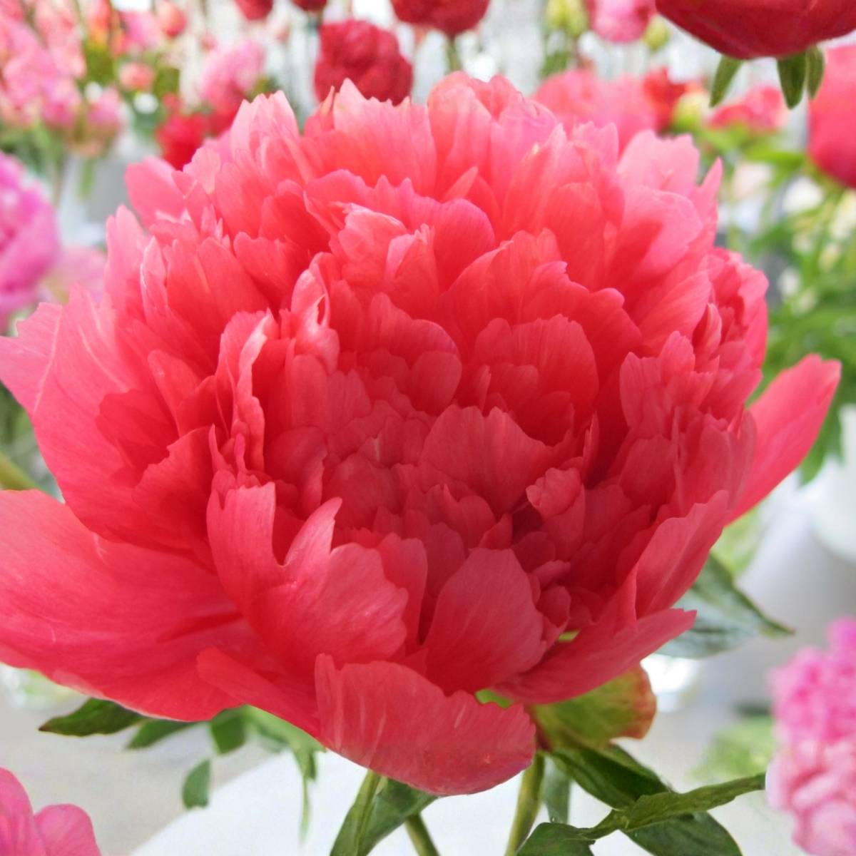 Promesse de Fleurs - Pivoine lactiflora Lorelei Souche 3/5 yeux