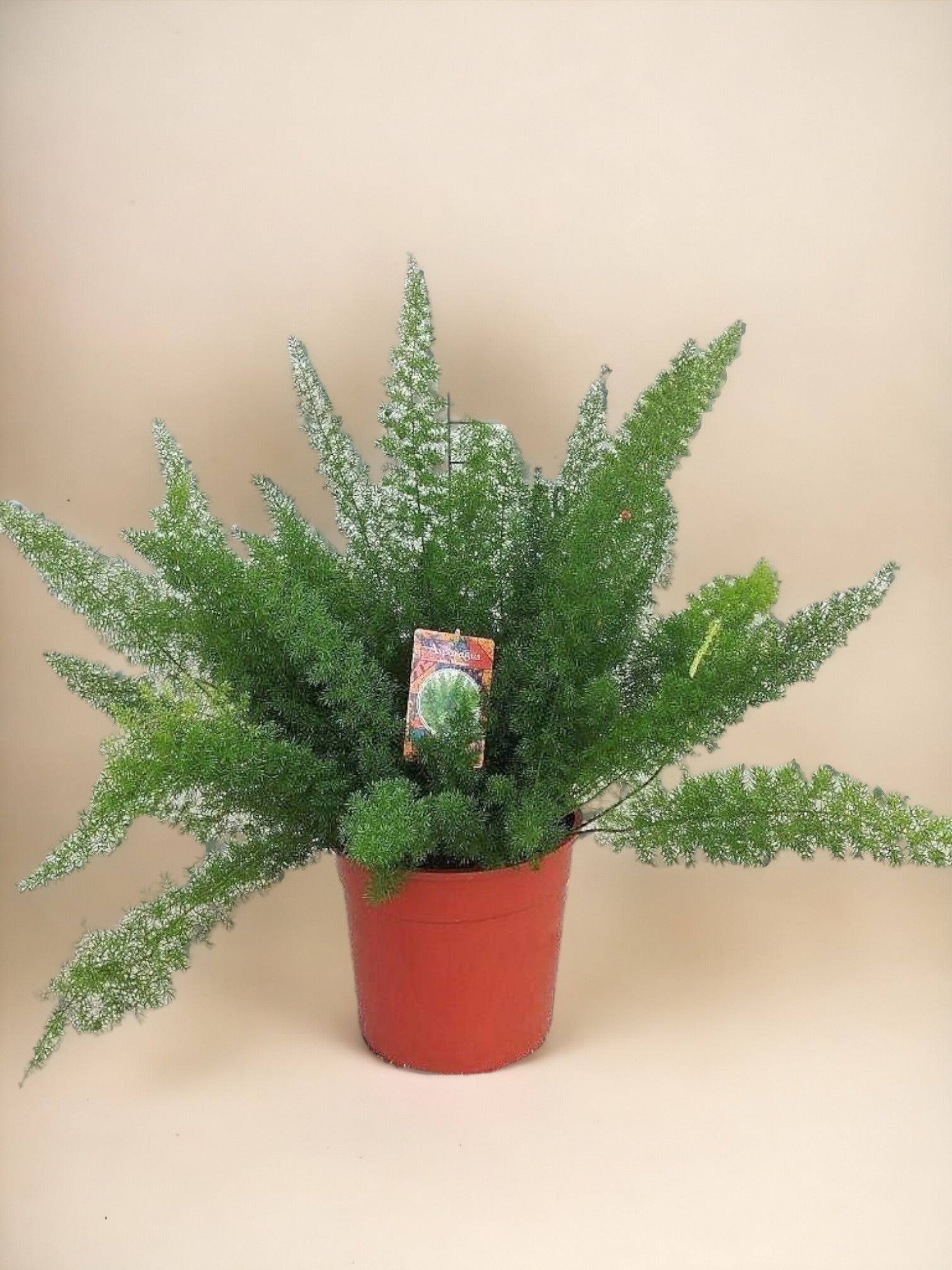 La Green Touch - Asparagus D. Meyers 60cm - Plante d'intérieur- La Green Touch