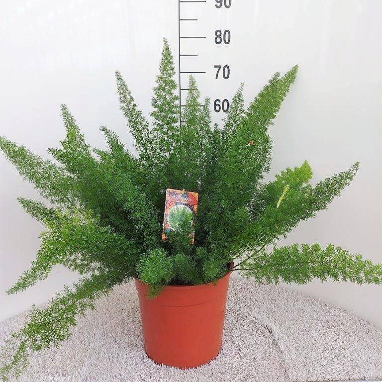 Asparagus D. Meyers 60cm - Plante d'intérieur- La Green Touch