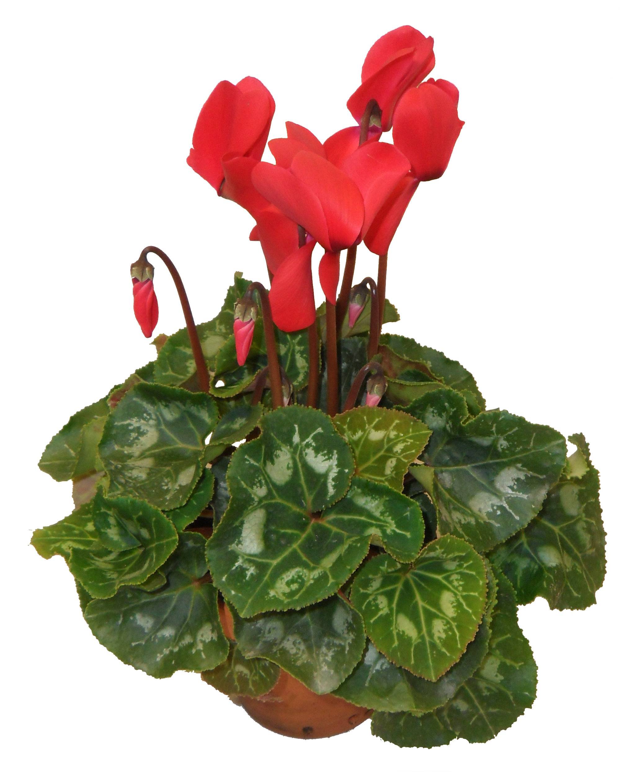 Horti-Flandre - Cyclamen rouge Pot 13 cm