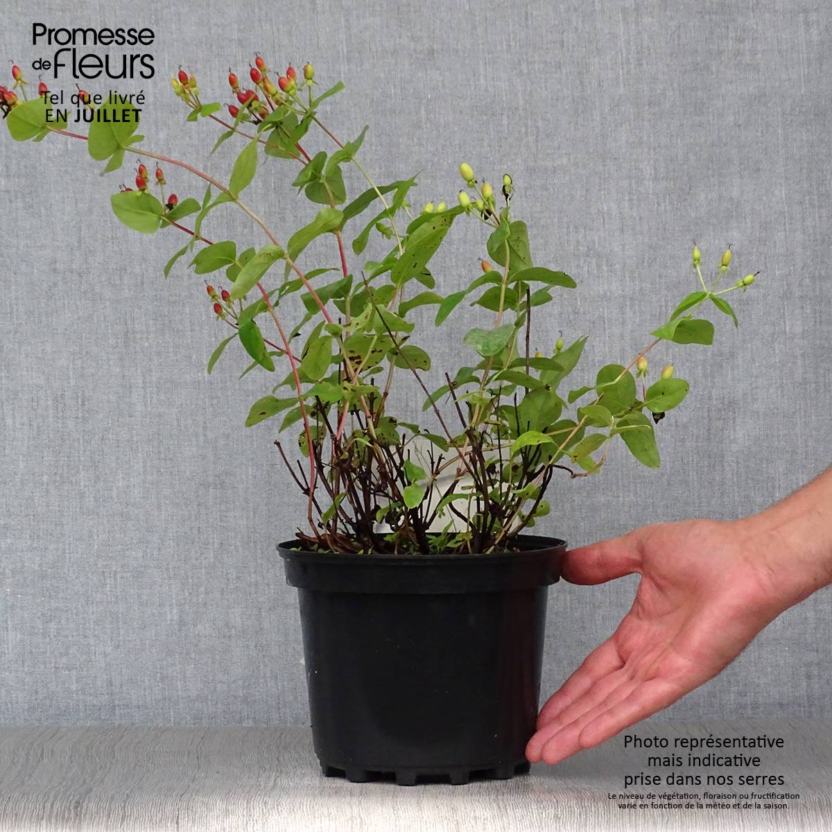 Promesse de Fleurs - Millepertuis - Hypericum inodorum Rheingold Pot de 1L/1,5L - Image 2