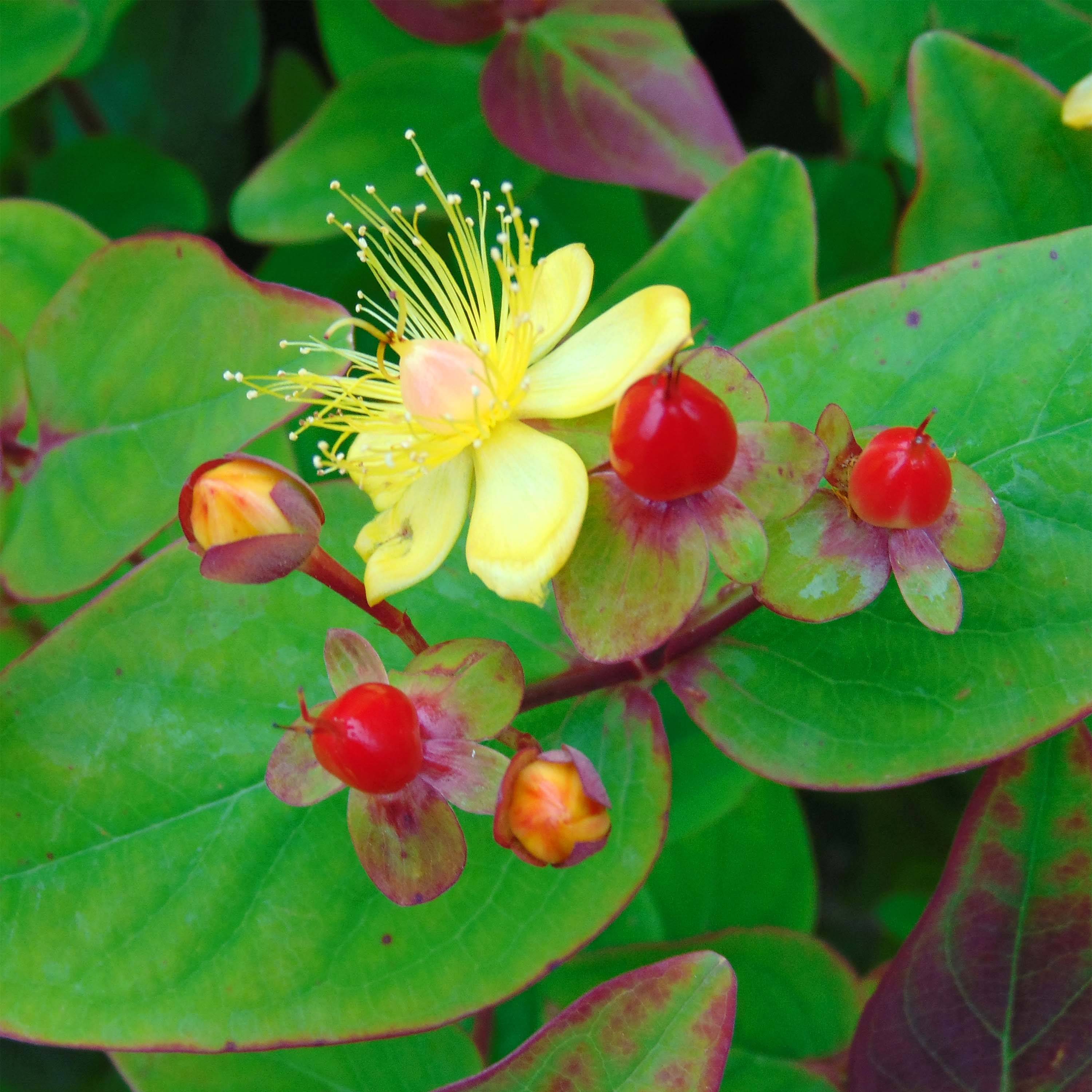 Promesse de Fleurs - Millepertuis - Hypericum inodorum Rheingold Pot de 1L/1,5L