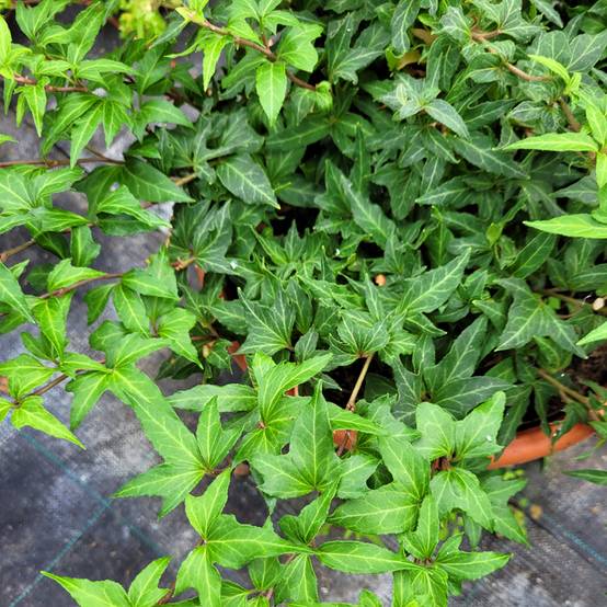Promesse de Fleurs - Lierre commun - Hedera helix Cross Switch Godet de 8/9 cm