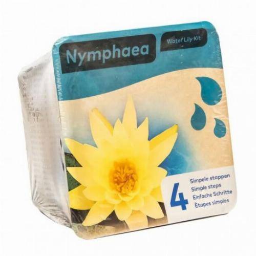Kit Nénuphar - plante aquatique pour bassin - Blanc - Image 2