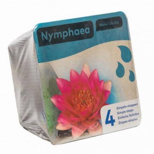 Kit Nénuphar - plante aquatique pour bassin - Blanc - Image 4