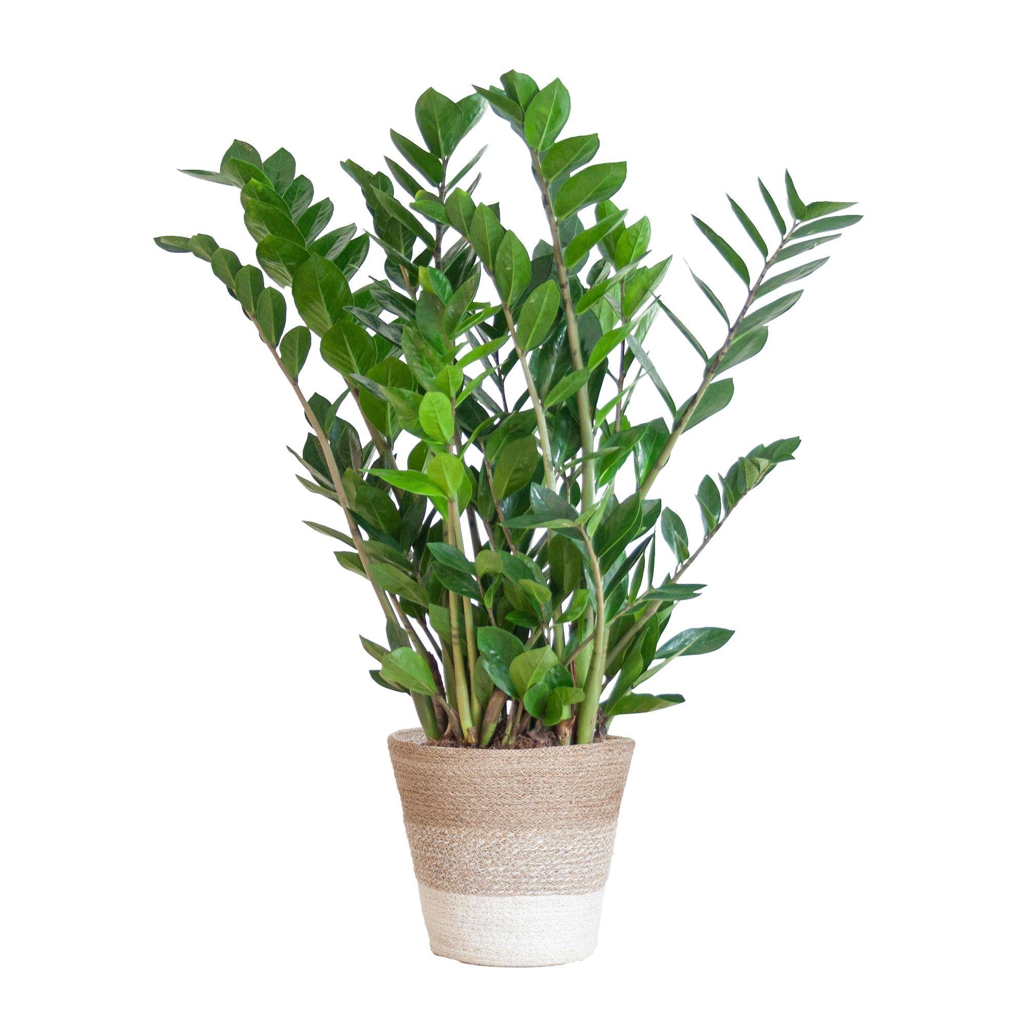 La Green Touch - Zamioculcas Zamiifolia et son pot- La Green Touch Panier Blanc - Hauteur 80cm