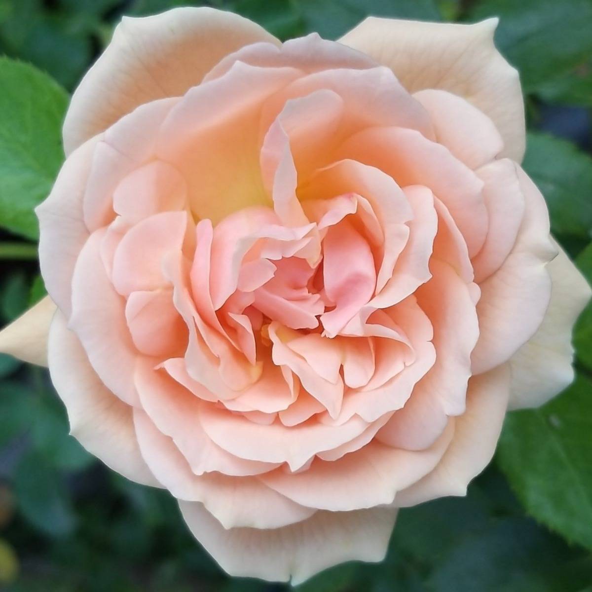 Rosier à fleurs groupées Garden of Roses - Joie de Vivre Racines nues en motte