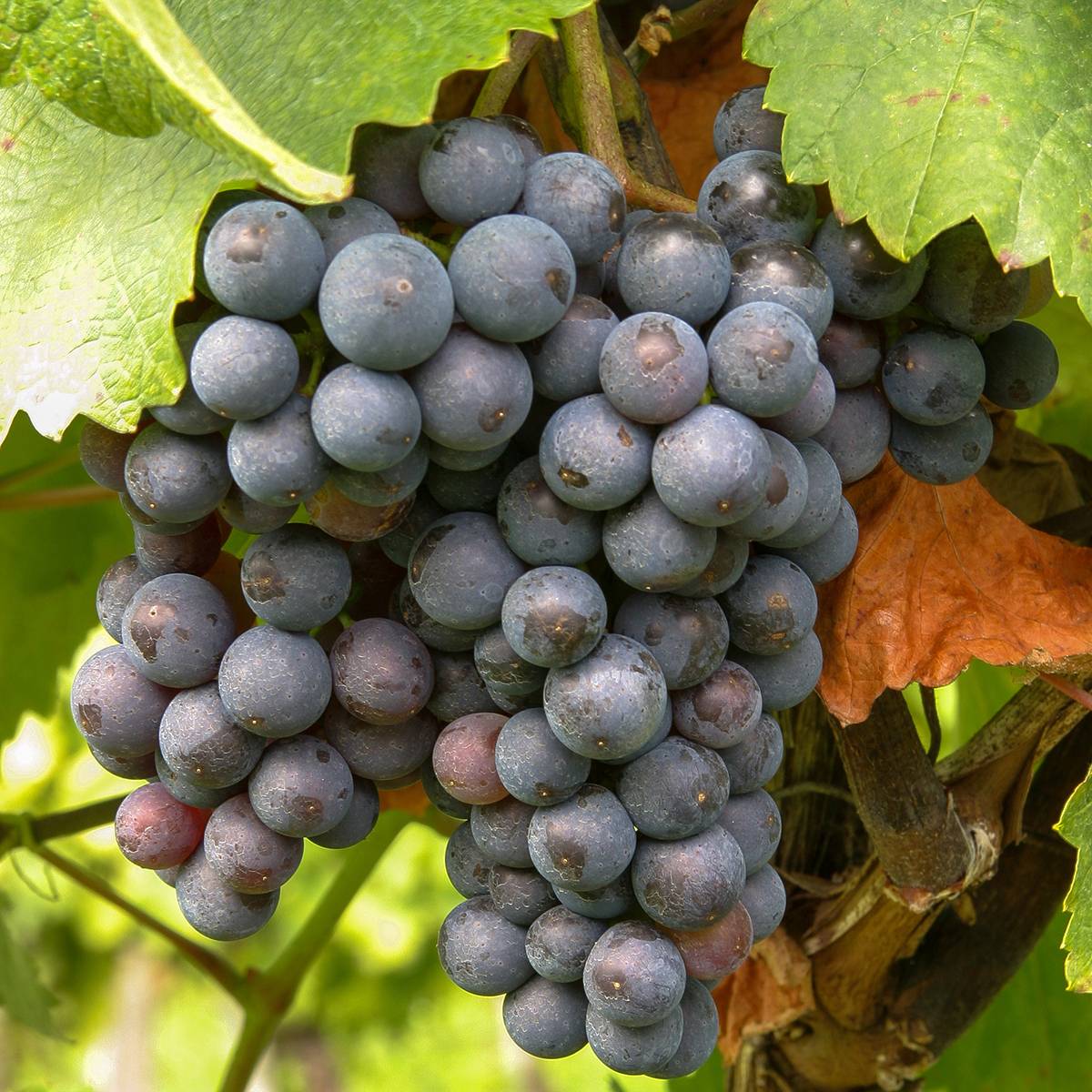 Promesse de Fleurs - Vigne de table Michele Palieri - Vitis vinifera Pot de 1,5L/2L