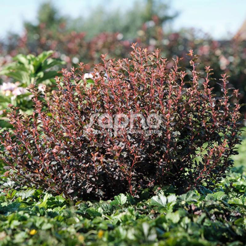 Physocarpus Sweet Cherry Tea® 'Zlebic5', Physocarpe à fleurs Blanche/ - feuillage Caduc - Pot de 1,5L - 20/40 cm - Imagen 6