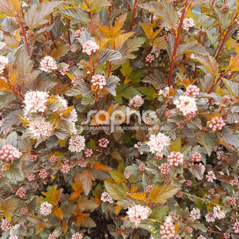 Physocarpus Sweet Cherry Tea® 'Zlebic5', Physocarpe à fleurs Blanche/ - feuillage Caduc - Pot de 1,5L - 20/40 cm - Imagen 4