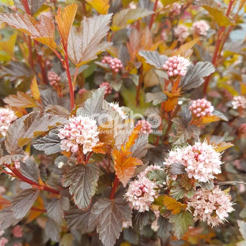 Physocarpus Sweet Cherry Tea® 'Zlebic5', Physocarpe à fleurs Blanche/ - feuillage Caduc - Pot de 1,5L - 20/40 cm - Imagen 3