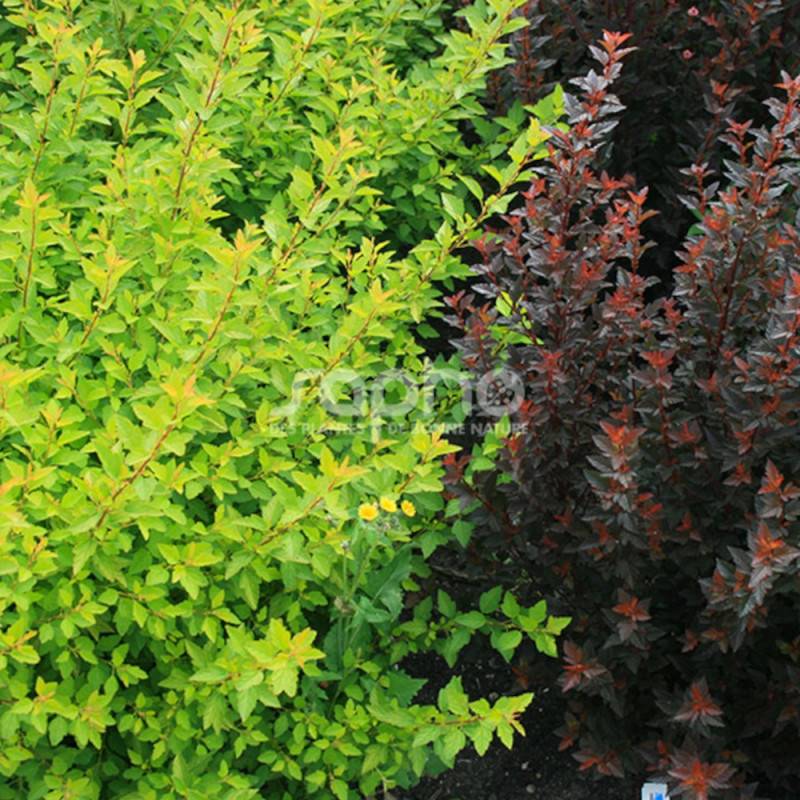 Physocarpus Sweet Cherry Tea® 'Zlebic5', Physocarpe à fleurs Blanche/ - feuillage Caduc - Pot de 1,5L - 20/40 cm - Imagen 5
