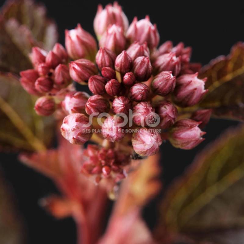 Physocarpus Sweet Cherry Tea® 'Zlebic5', Physocarpe à fleurs Blanche/ - feuillage Caduc - Pot de 1,5L - 20/40 cm - Imagen 1