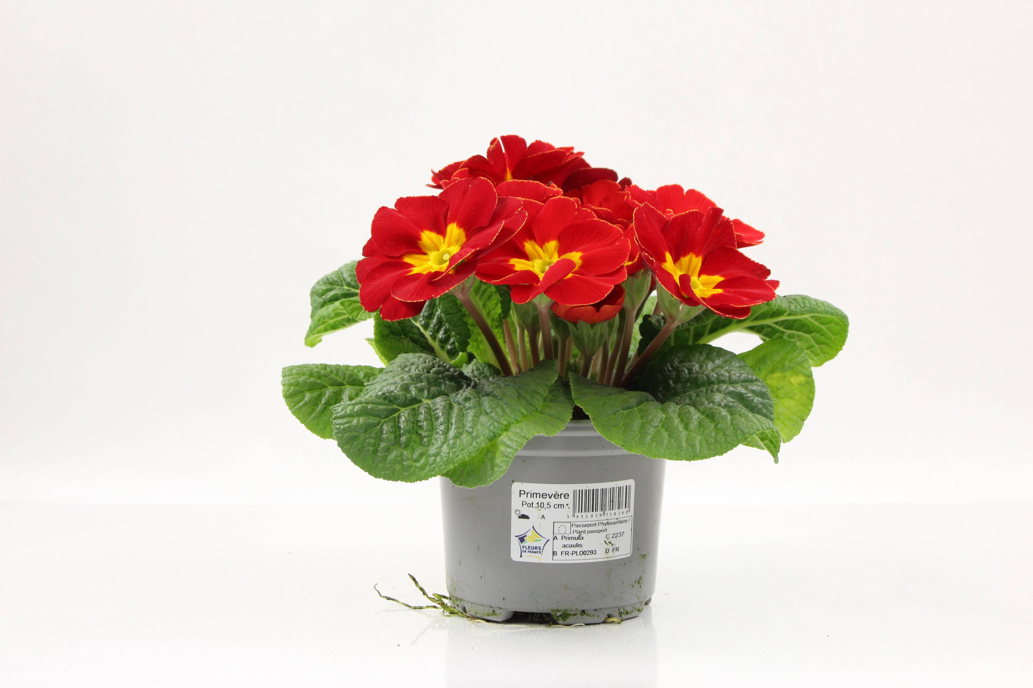 Fleuron D'Anjou - Primevère acaule  pot 10,5 cm rouge