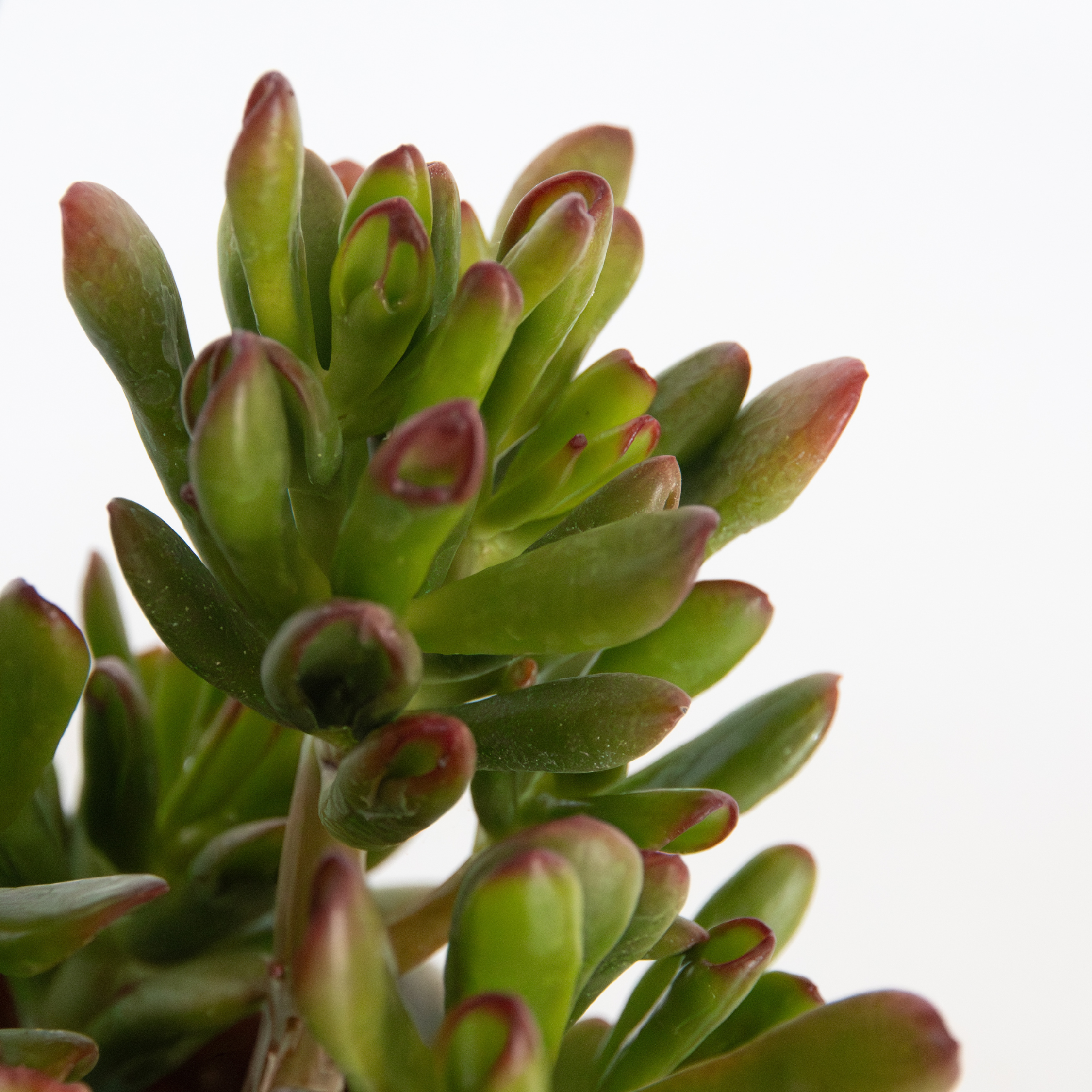 Plant In A Box - Plante de Jade - Crassula ovata 'Gollum' - Hauteur 15-25 cm - Pot 12 cm - Image 4