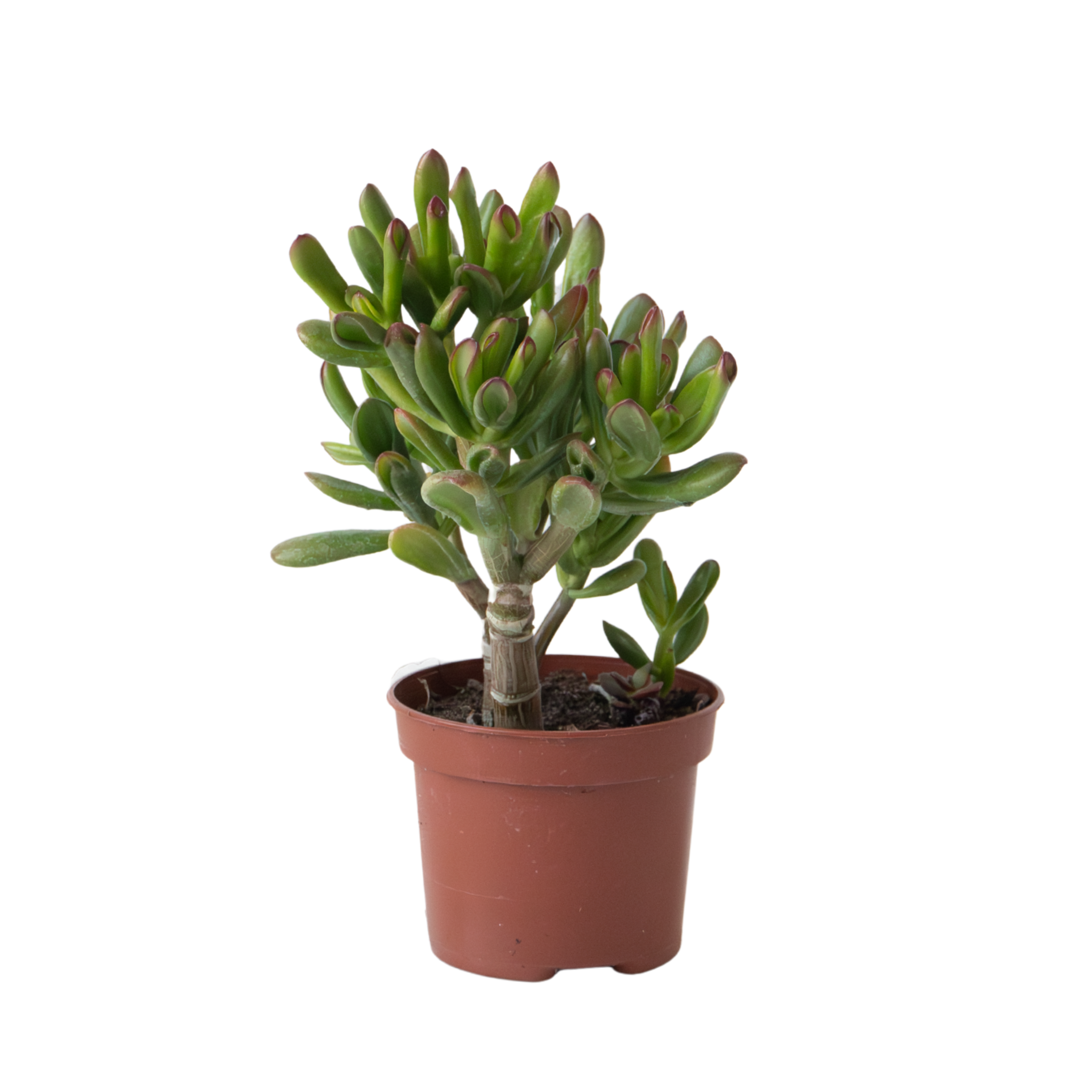 Plant In A Box - Plante de Jade - Crassula ovata 'Gollum' - Hauteur 15-25 cm - Pot 12 cm - Image 1