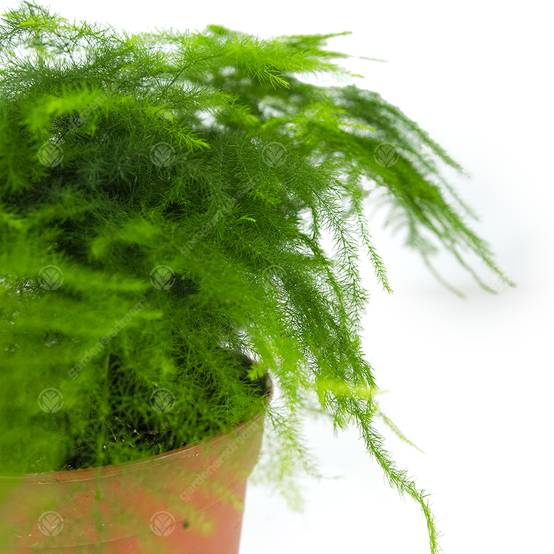Gardenersdream - Asparagus Setacea Plumosus Asperge Des Fleuristes Plante D’Intérieur Vivante 12 Cm En Pot - GardenersDream - Image 3
